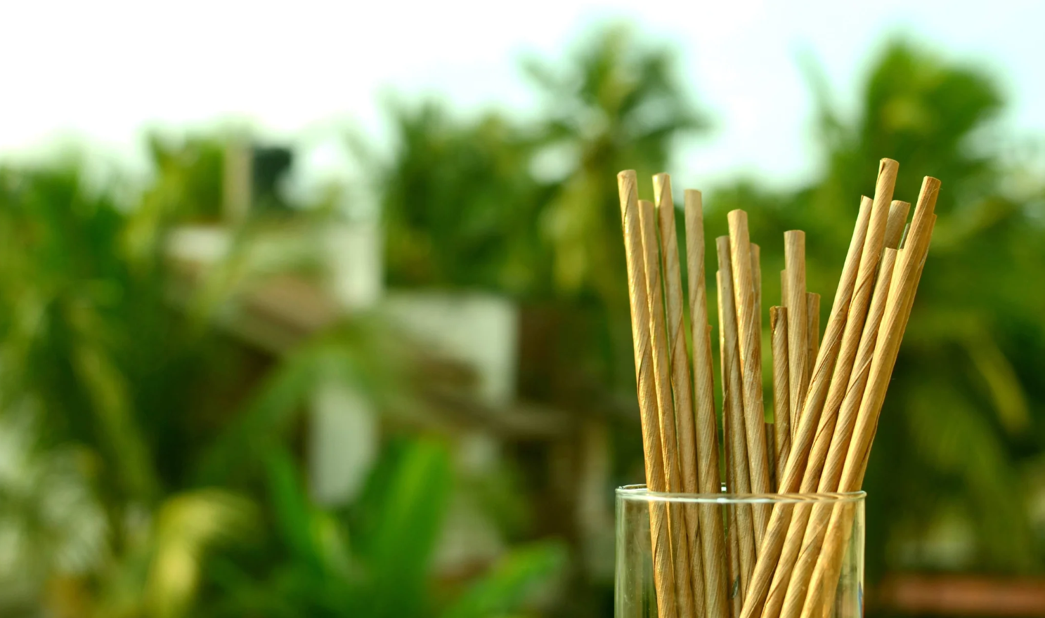 Coconut Drinking Straw 11