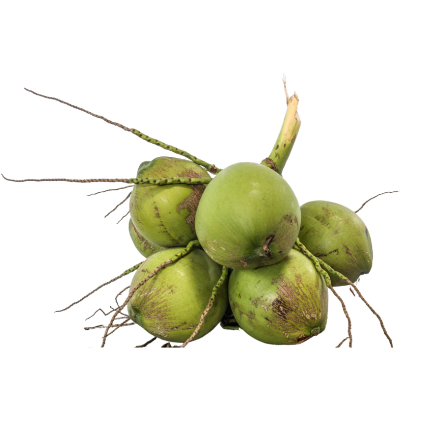 Coconut Fruit 11