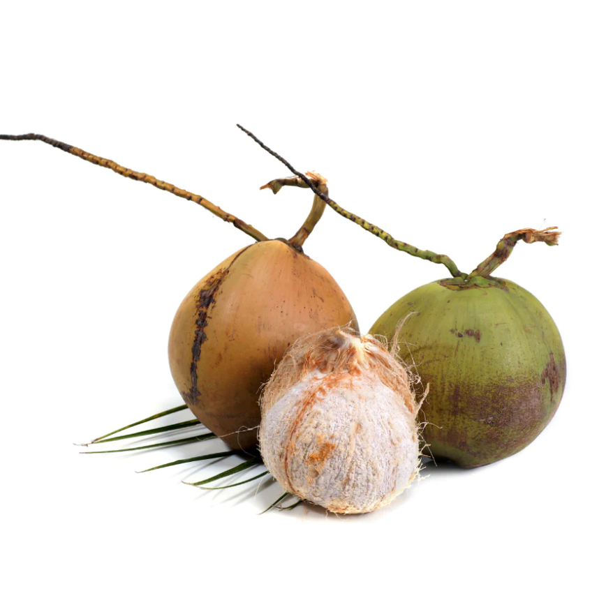 Coconut Fruit 13