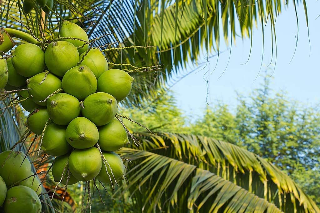 Coconut Fruit 06