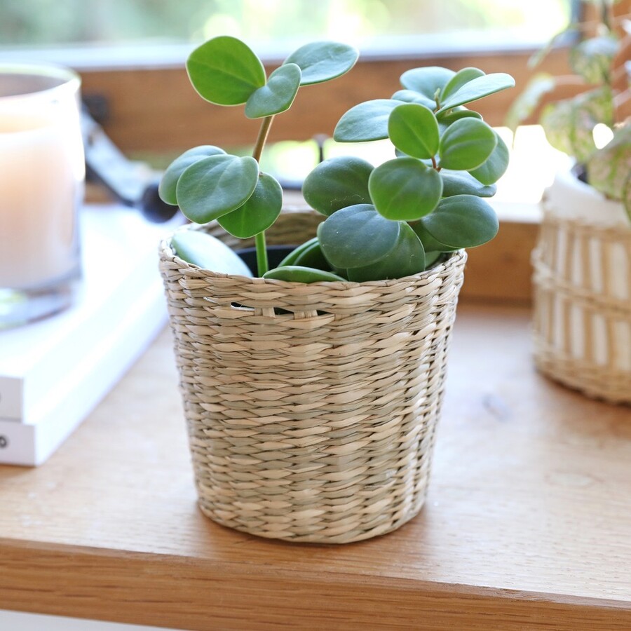 Soft Seagrass Plant Pot 04