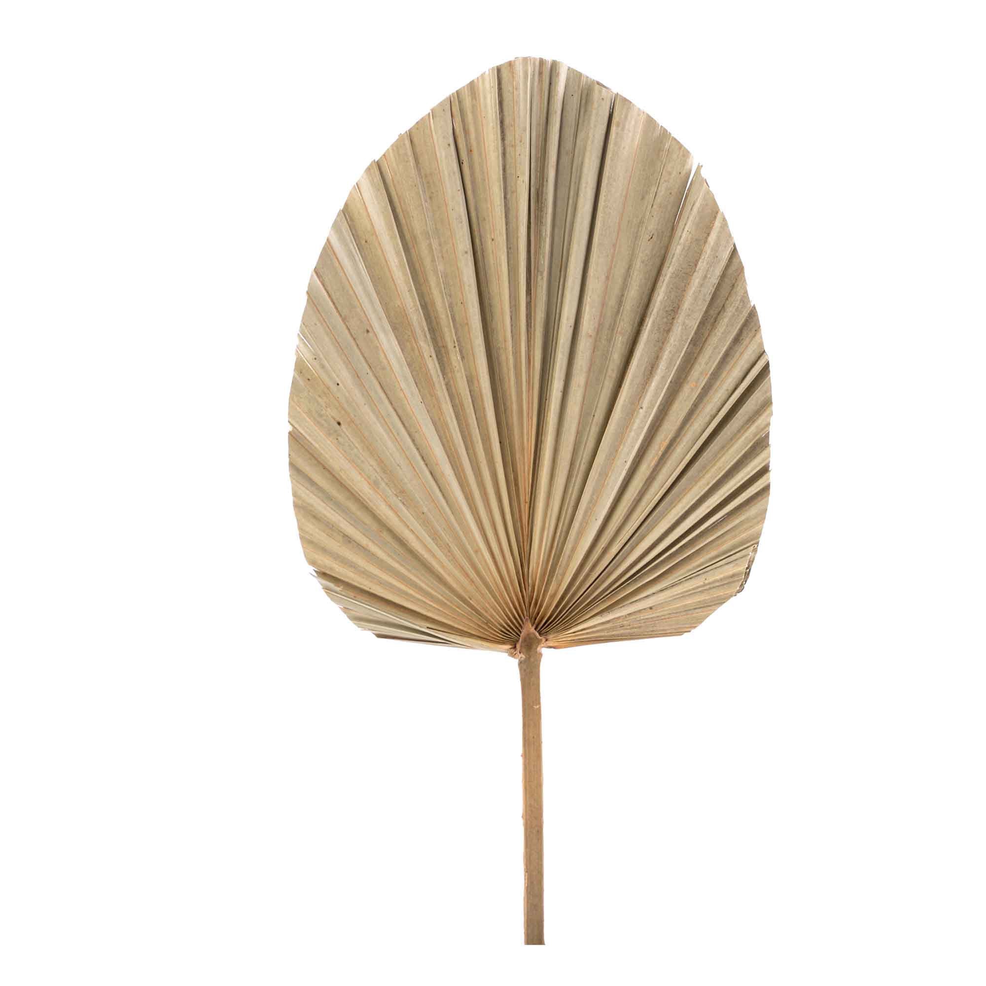 Palm Leaf Handfan 02